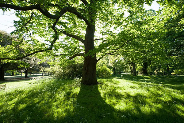 Richmond Council's response to potential loss of trees near to Twickenham Green