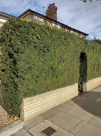 Figure 53 Boundary wall and hedge, Park Road