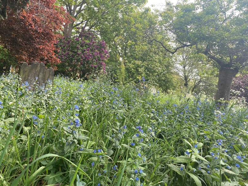 Figure 135 Wildflowers in the Vineyard burial ground