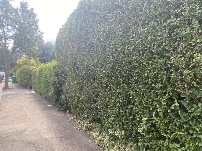 Figure 48 Continuous line of hedges along Kings Road