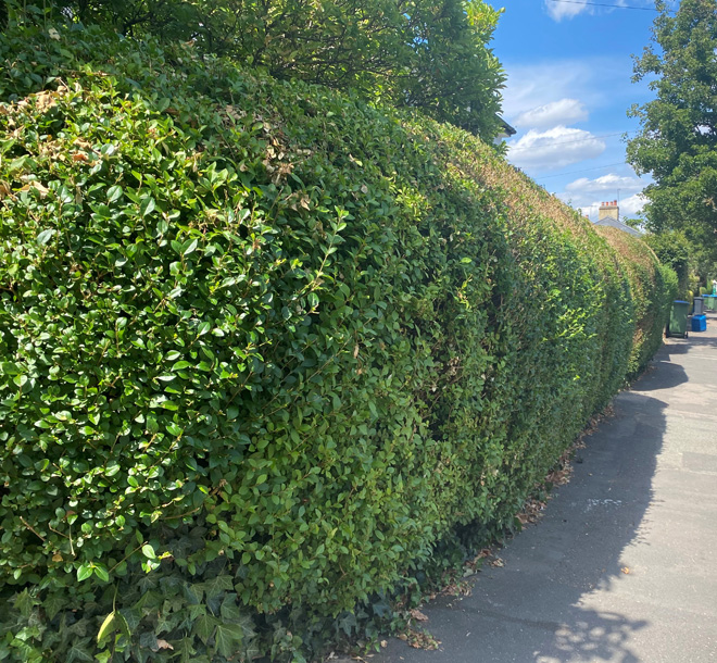 Figure 49 Hedges in Kings Road