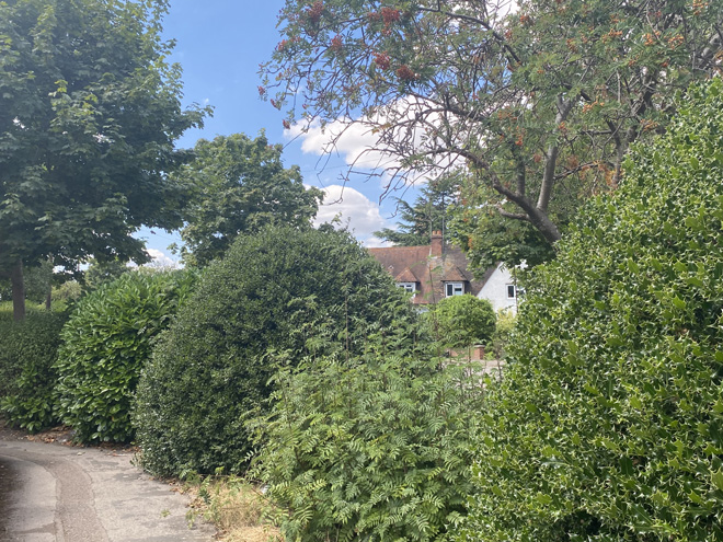 Figure 54 Shrubbery on grass verges in Mays Road