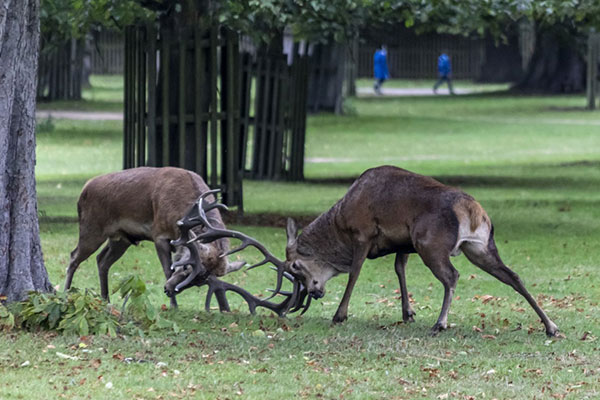 The Royal Parks urges visitors to stay away from rutting deer