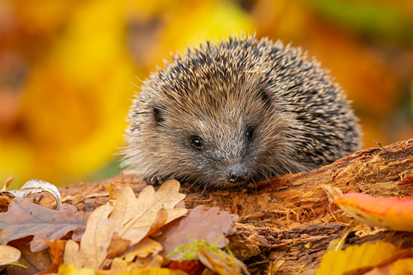 Protecting local wildlife this autumn