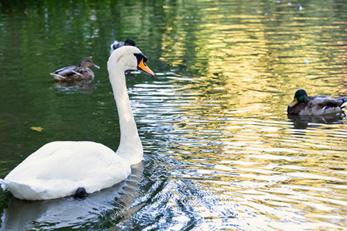 Care for wildlife while you enjoy the parks