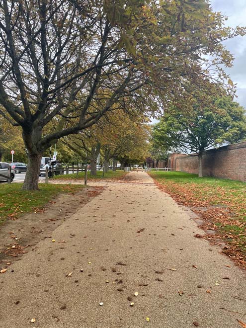 Fig. 31 Trees outside Hampton Court Palace