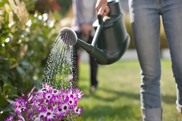 Explore and enjoy Ham's Open Gardens event
