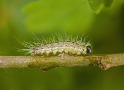 OPM caterpillar