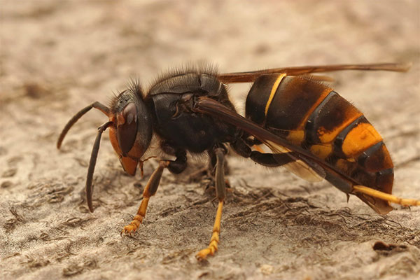 Residents urged to report any sightings of Asian hornets