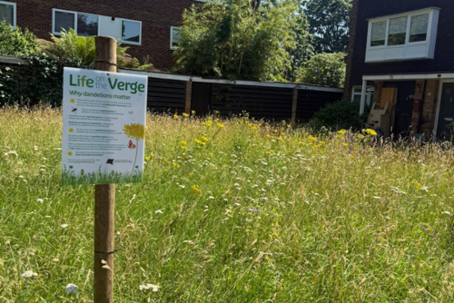 Life on the verge: New signs explain benefits of longer grass verges