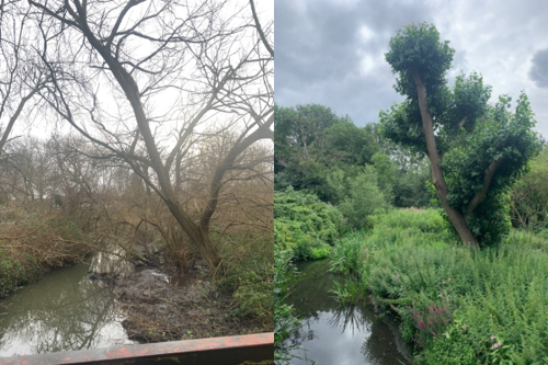 Supporting our local habitats to thrive and grow