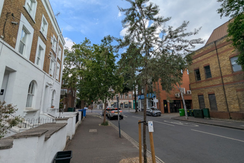 Continuing our ambition for a greener borough: Sponsor a tree in Richmond