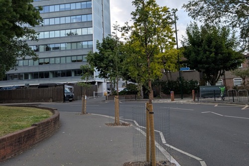 Sponsor a tree and help shape a street