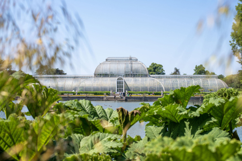 Kew launches major fundraising appeal to save iconic Palm house