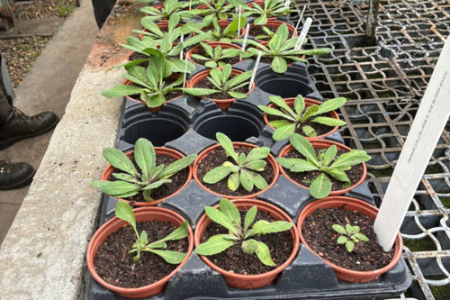 Community progress in bringing back one of London's rarest plants
