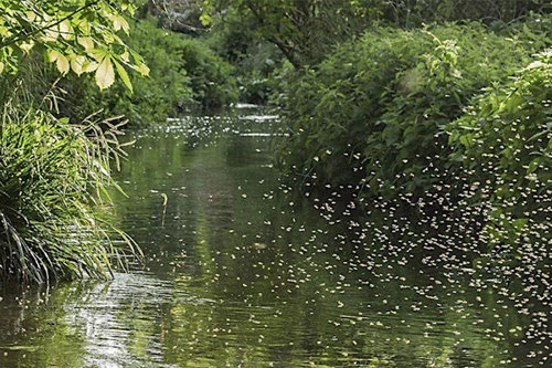 Come along to the Climate and Nature Fair in Barnes