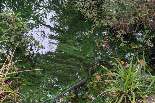 Residents urged to avoid contact with River Thames following blue-green algae blooms