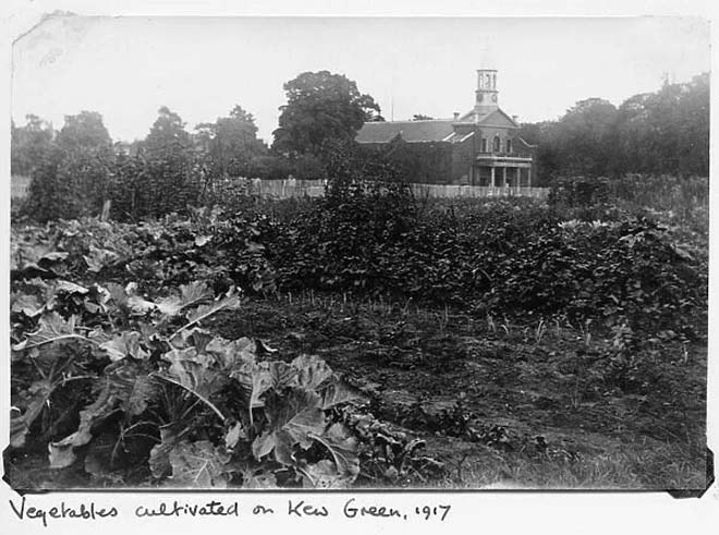 Figure 13: Vegetables being cultivated on Kew Green in 1917