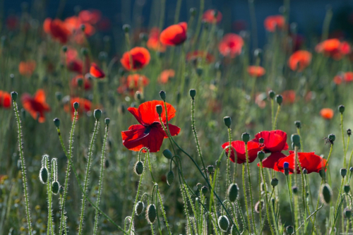 Remembrance Sunday services taking place across the borough