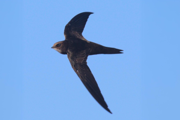 Learn about swifts and become a swift saver